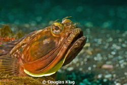 Flash of Gold. A Sarcastic Fringehead shows a hint of its... by Douglas Klug 